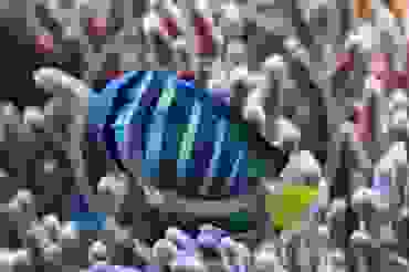 Fishes, corals and more