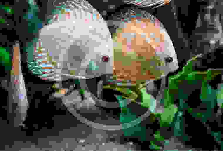 Piranha Keeping for Beginners