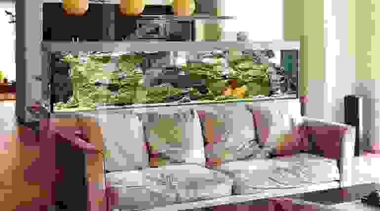 Freshwater Aquarium Setups and Care