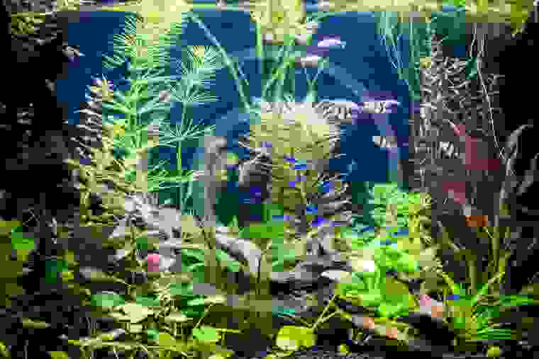 Aquarium Aquascape Design Ideas