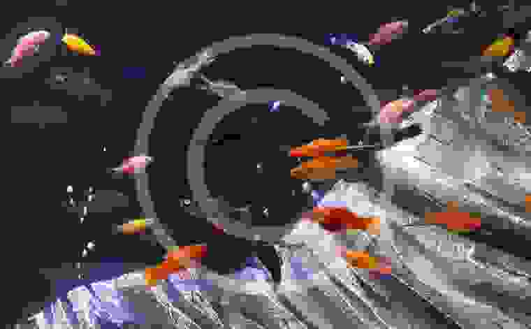 Guide to Keeping Freshwater Sword Tails