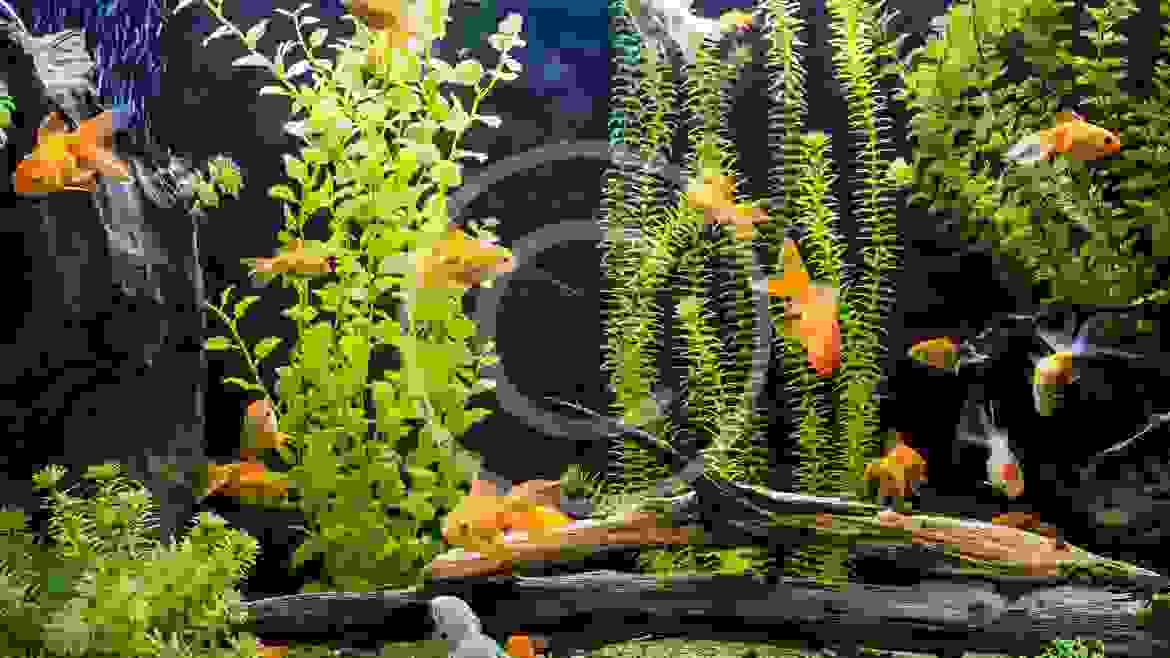 How To Acclimate Tropical Fish To Your Tank