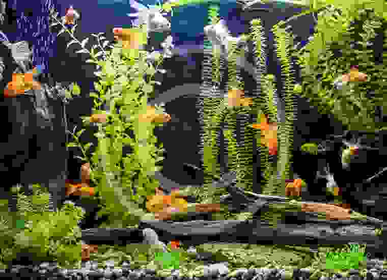 How To Acclimate Tropical Fish To Your Tank