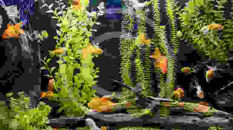 How To Acclimate Tropical Fish To Your Tank
