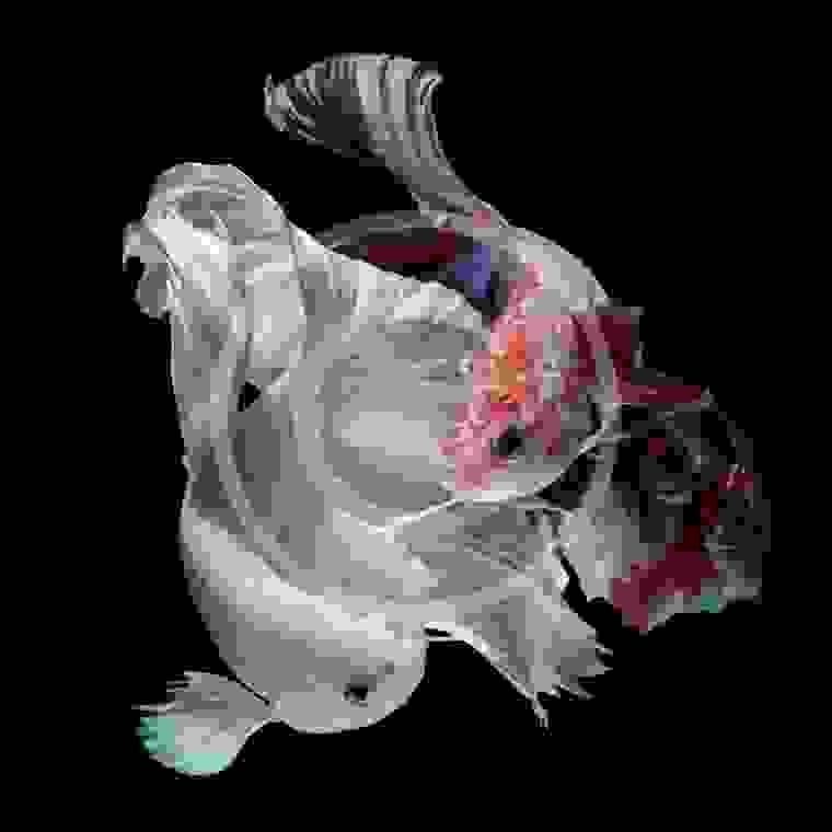 Lifespan of freshwater aquarium fishes