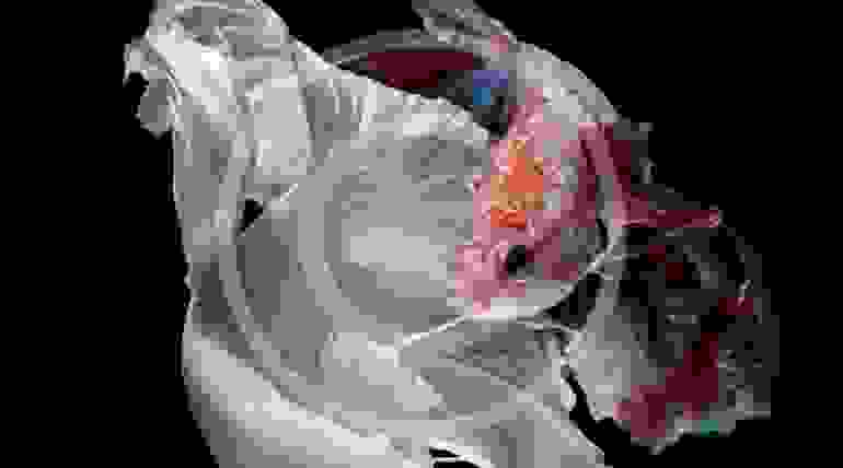 Acclimating Saltwater Fish